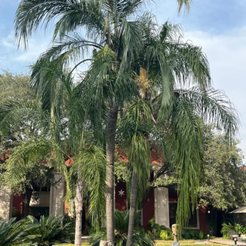 Palmeras de gran altura en un jardín de San Pedro Garza García