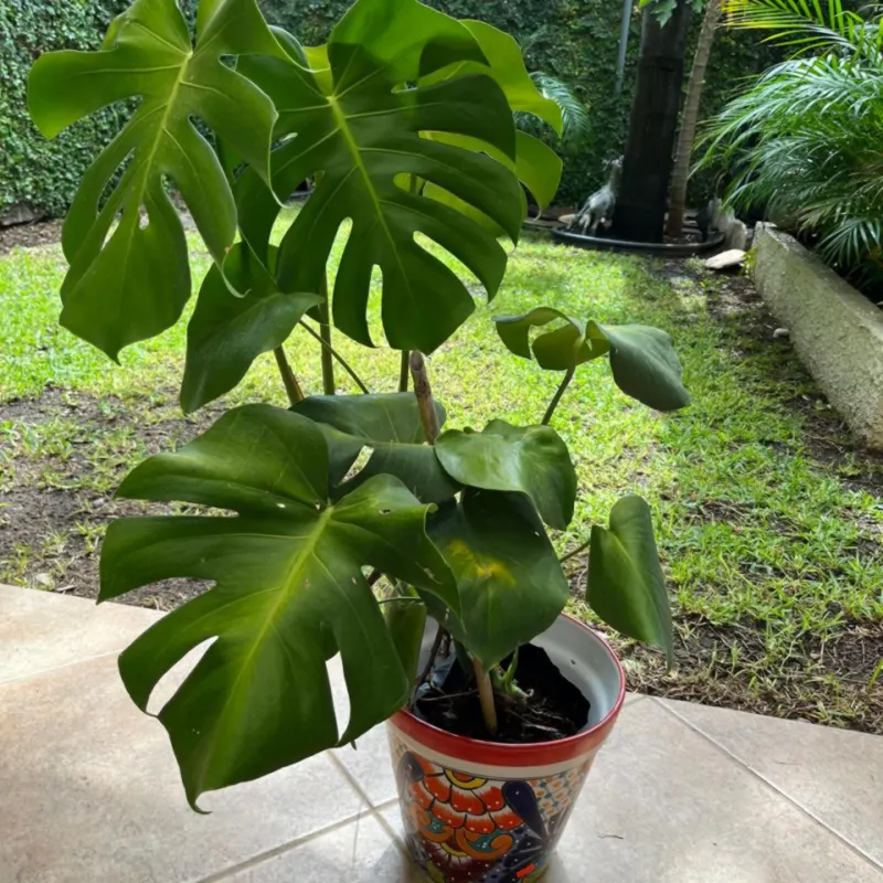 Monstera en maceta de talavera en el patio de una casa