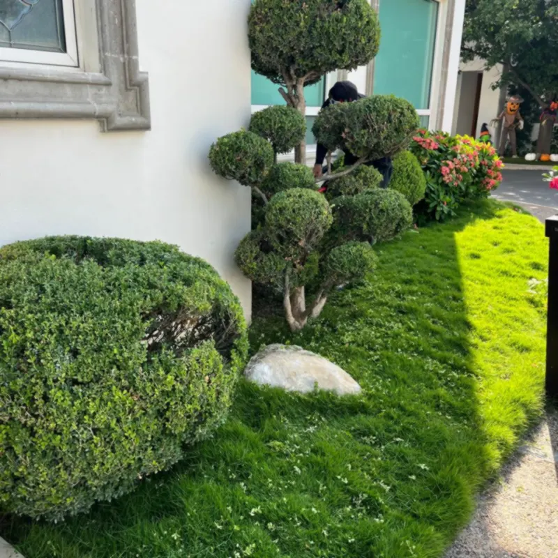 Árboles topiario podados frente a una fachada residencial