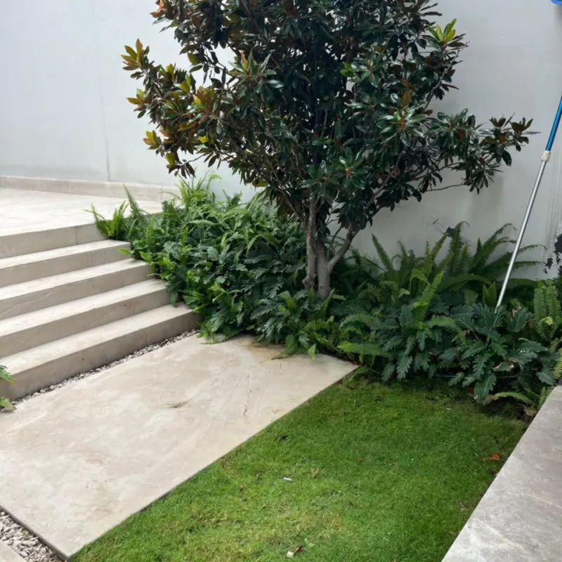 Magnolia y setos junto a los escalones de acceso de una casa