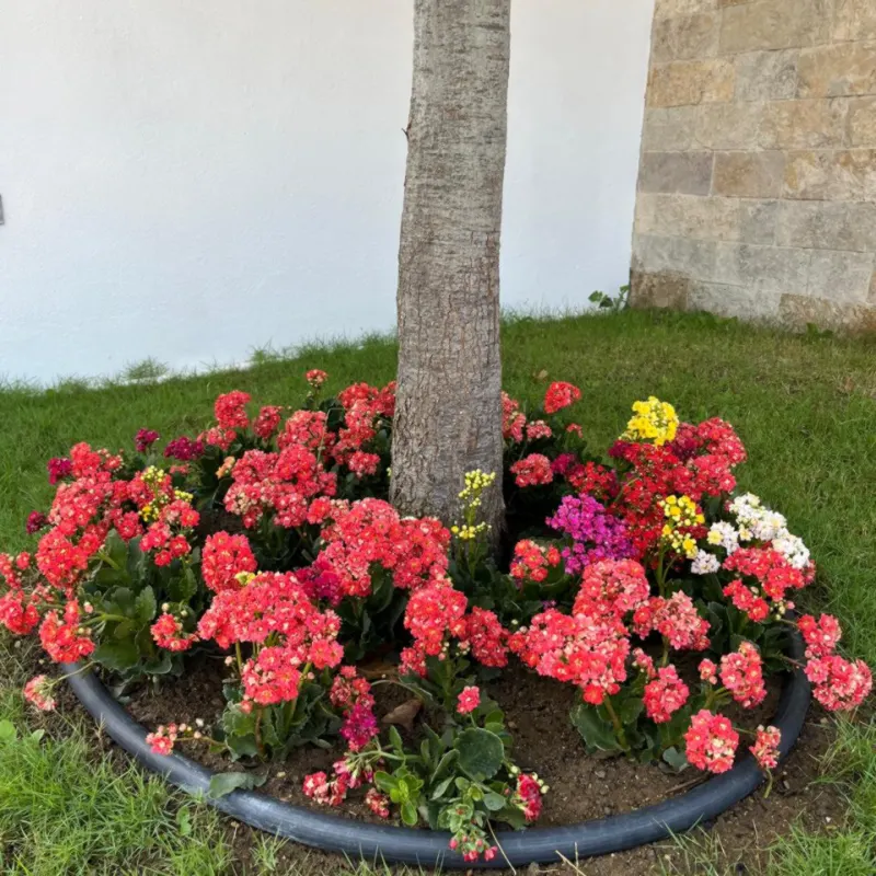 Palmera con parterre de flores de temporada al pie del tronco