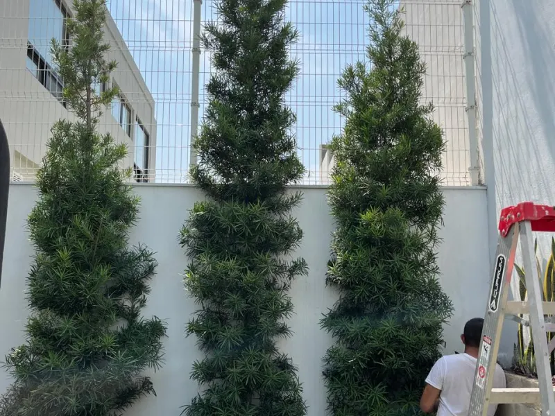 Instalación de cipreses en el jardín de una casa en San Pedro Garza García