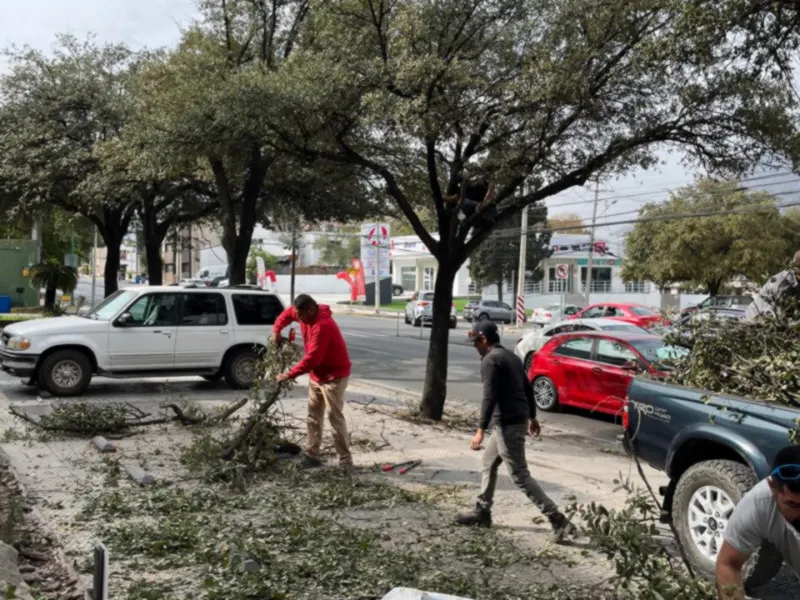 Poda de un árbol de gran altura realizada por el equipo de Botaniko
