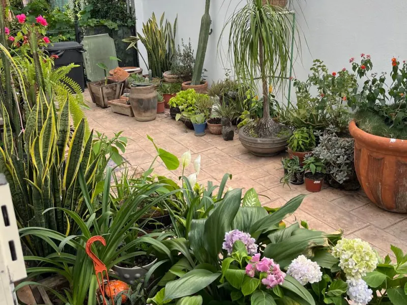 Macetas y plantas de interior en venta en Botaniko